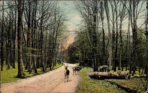 Ak Syke in Niedersachsen, Waldpartie, Hirsche