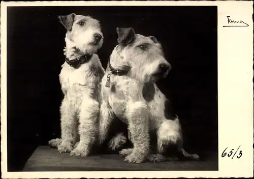 Ak Zwei Terrier mit Halsbändern, Hundeportrait