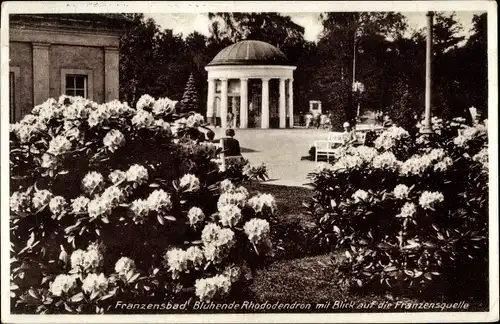 Ak Františkovy Lázně Franzensbad Region Karlsbad, Blühende Rhododendron, Franzensquelle