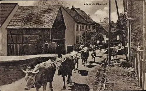 Ak Albrechts Suhl in Thüringen, Oberdorf, Rinderherde, Straßenpartie