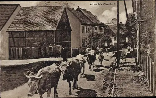 Ak Albrechts Suhl in Thüringen, Oberdorf, Rinderherde, Straßenpartie