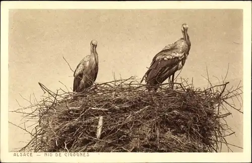 Ak Nid de Cigognes, Storchnest, Störche