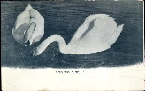 Ak Schwäne im Wasser, Souvenir d'Enghien