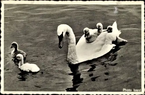 Ak Schwäne im Wasser, Junge Schwäne