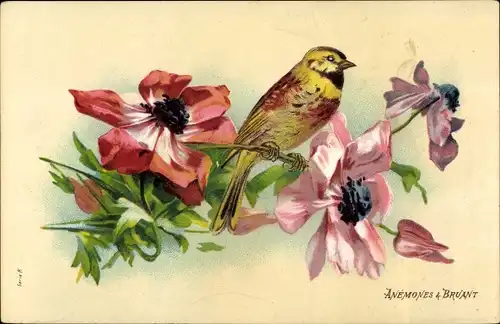 Ak Anemones, Bruant, Vogel, Blumen