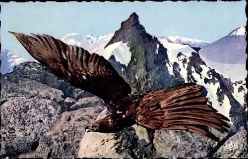 Ak Les Alpes Pittoresques, Un Aigle royal authentique