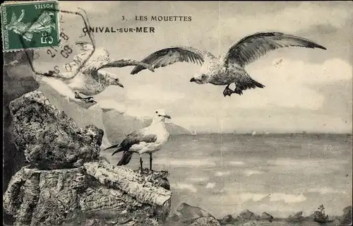 Ak Onival sur Mer Somme, Möwen, Les Mouettes