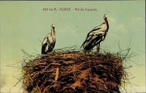 Ak Nid de Cigognes, Störche, Storchnest