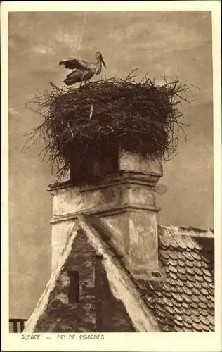 Ak Nid de Cigognes, Storch, Storchnest