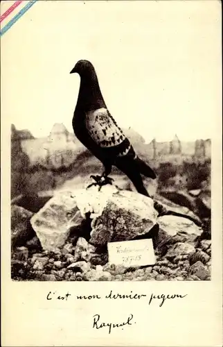 Ak C'est mon dernier pigeon, Verdun, 787 15, 1916, Brieftaube, I. Weltkrieg, Commandant Raynal