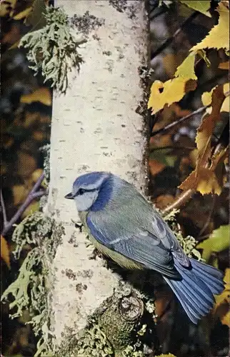 Ak Mesange Bleue, Vogel, Photo A. Fatras