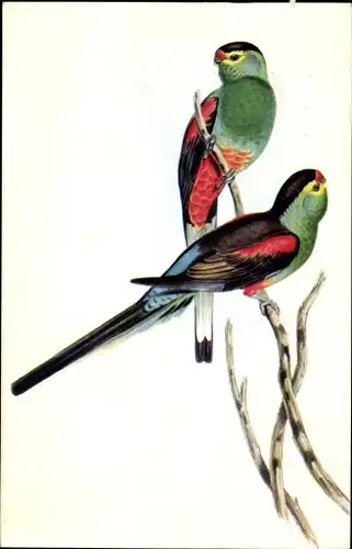 Künstler Ak Gould, J., Papageien, Psephotus pulcherrimus