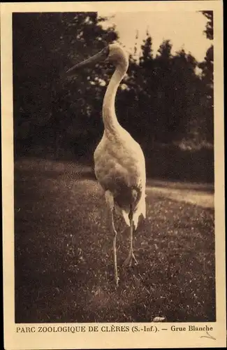 Ak Cleres Seine Maritime, Parc Zoologique, Grue Blanche, Schreikranich