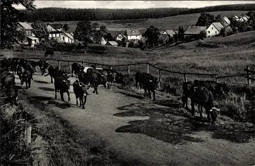 Ak Buntenbock Clausthal Zellerfeld Oberharz, Rinderherde