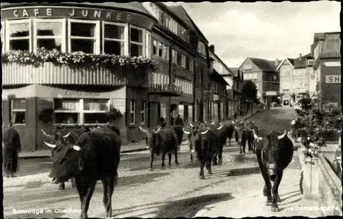 Ak Braunlage im Oberharz, Die Damenkapelle, Rinder, Cafe Junker