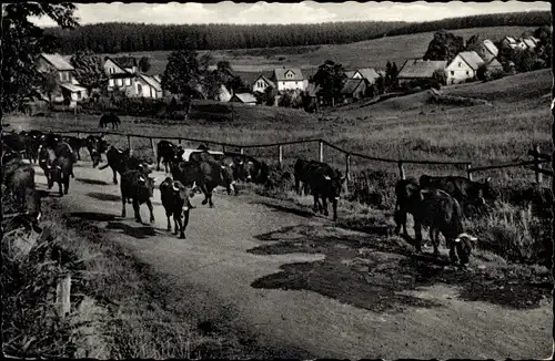 Ak Buntenbock Clausthal Zellerfeld Oberharz, Gesamtansicht, Straßenpartie, Rinderherde