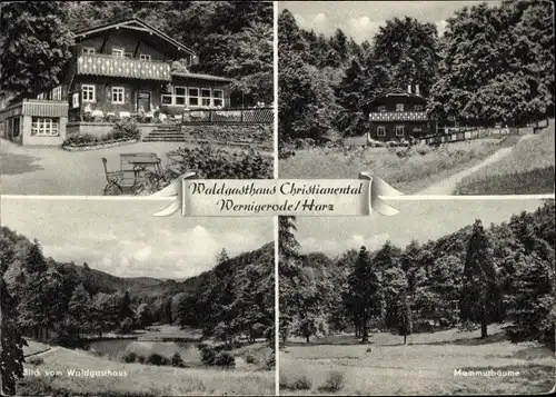 Ak Wernigerode am Harz, Mammutbäume, Waldgasthaus Christianental