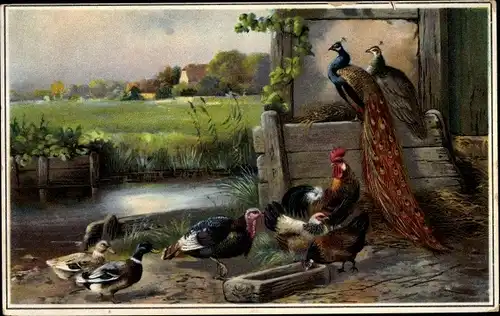 Ak Pfau, Hahn, Hühner, Enten, Pute, Bauernhofszene