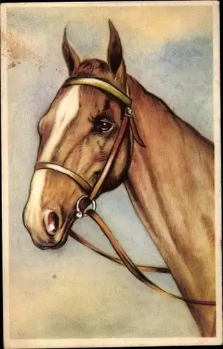 Ak Braunes Pferd mit Zaumzeug, Pferdeportrait