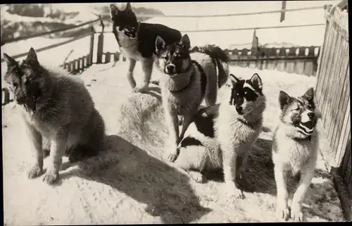 Ak Kanton Bern, Polarhunde der Jungfraubahn