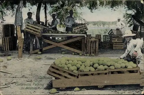 Ak Arizona USA, Cantaloupe Packing, Melonen