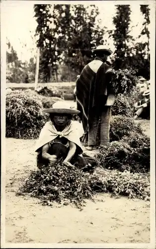 Ak Peru, Indios, Alfalfaernte, um 1920