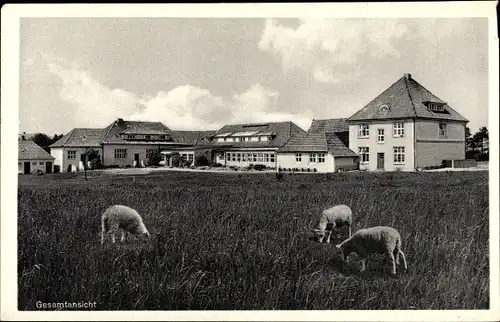 Ak Duhnen Cuxhaven in Niedersachsen, Kindererholungsheim Dr. Anna Sjögren, Schafe