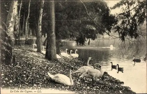 Ak Lyon Rhône, Au Parc, Le Coin des Cygnes