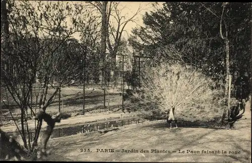 Ak Paris V., Jardin des Plantes, Le Paon faisant la roue