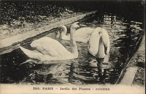 Ak Paris V., Jardin des Plantes, Cygnes