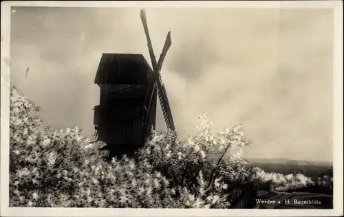 Ak Werder an der Havel, Windmühle, Baumblüte