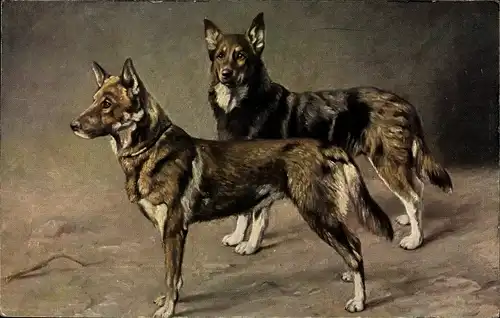 Ak Zwei Schäferhunde, Hundeportrait