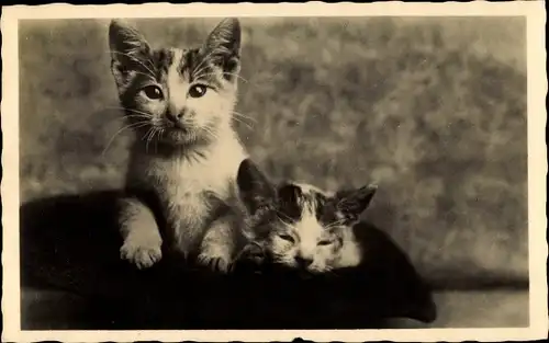Ak Zwei Hauskatzen, Kätzchen, Katzen-Portrait