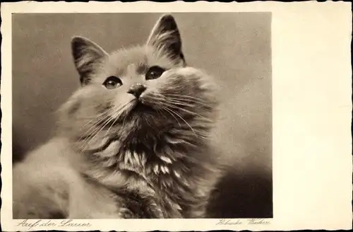 Foto Ak Hauskatze, Katzen-Portrait, Auf der Lauer