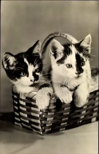 Ak Zwei junge Katzen im Korb