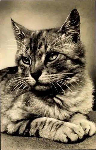 Ak Hauskatze, Katzen-Portrait, Tier-Portrait
