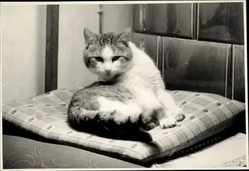 Foto Ak Hauskatze, Katze auf dem Kissen, Beim Putzen