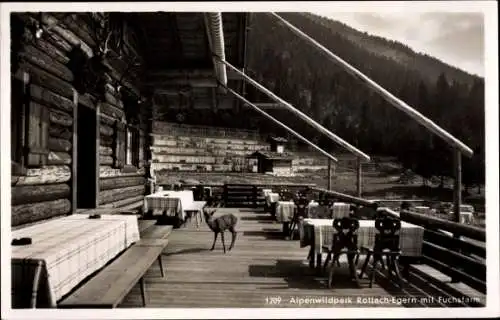 Ak Rottach Egern in Oberbayern, Kaffee Alpenwildpark, Fuchsfarm