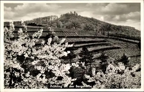 Ak Auerbach Bensheim an der Bergstraße Hessen, Gesamtansicht, Schloss, Frühling