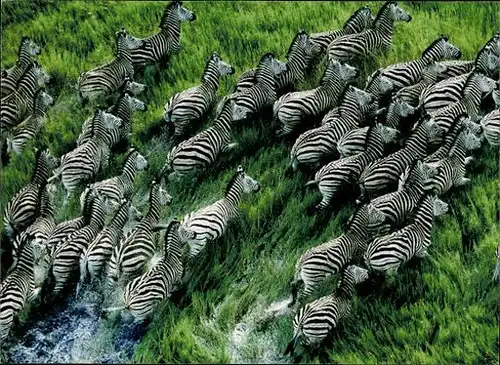 9 alte Ak Tiere Zebras, diverse Ansichten