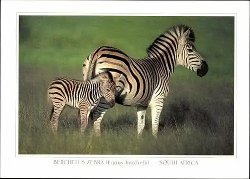 9 alte Ak Tiere Zebras, diverse Ansichten