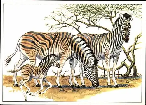 9 alte Ak Tiere Zebras, diverse Ansichten