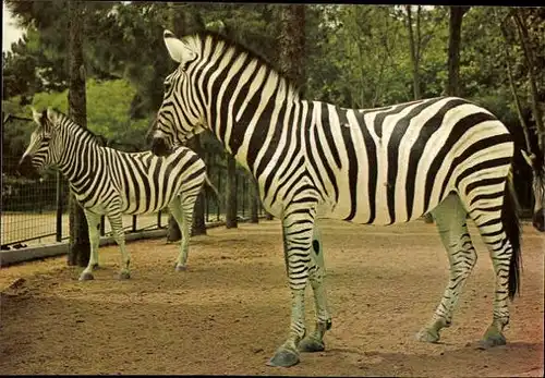 9 alte Ak Tiere Zebras, diverse Ansichten