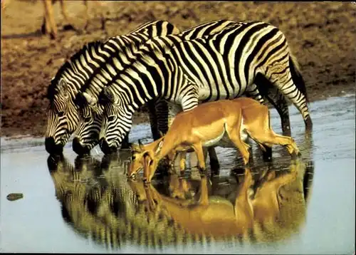 9 alte Ak Tiere Zebras, diverse Ansichten