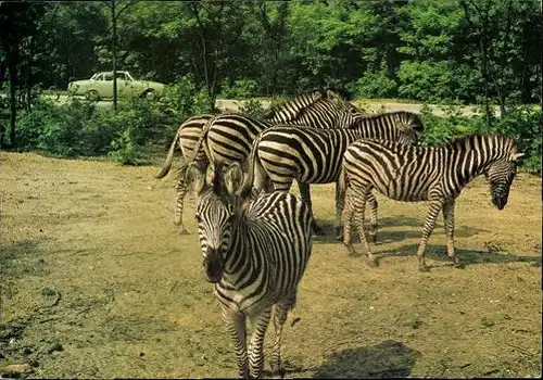 9 alte Ak Tiere Zebras, diverse Ansichten