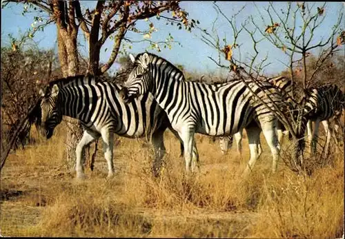 9 alte Ak Tiere Zebras, diverse Ansichten