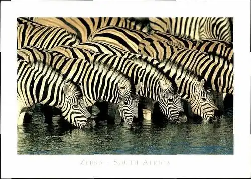 9 alte Ak Tiere Zebras, diverse Ansichten