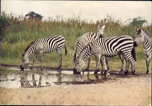 9 alte Ak Tiere Zebras, diverse Ansichten