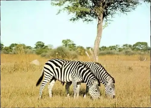 9 alte Ak Tiere Zebras, diverse Ansichten