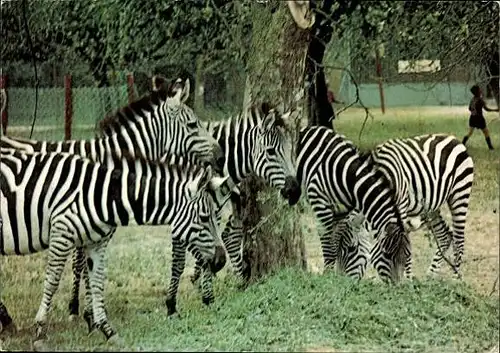 9 alte Ak Tiere Zebras, diverse Ansichten